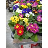 Tray containing 8 potted primulas