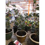 Potted pink camellia in ceramic pot