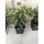 Potted 5.0L purple flowering Marcel Menard rhododendron