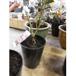 Potted Superstar hybrid tea rose