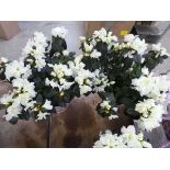 2 rhododendrons in metal pots