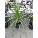 Large potted cordyline in pot
