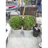 Pair of potted buxus ball shrubs