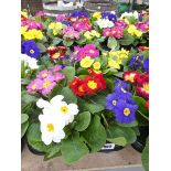Tray containing 8 potted primulas