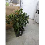 Potted 5.0L purple flowering Marcel Menard rhododendron