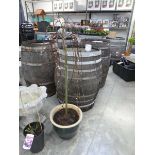 Potted Kilmarnock salix tree in ceramic pot