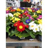 Tray containing 8 potted primulas