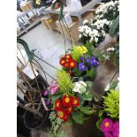 Pair of hanging baskets of mixed plants