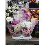 Tray containing 5 potted Sweet Kisses