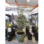 Potted pink camellia in ceramic pot