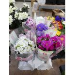 Tray containing 5 potted Sweet Kisses
