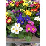 Tray containing 8 potted primulas