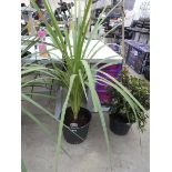 Large potted cordyline in pot
