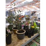 Potted pink camellia in ceramic pot
