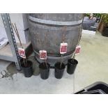 4 potted Mailing Jewel raspberry fruit canes