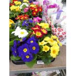 Tray containing 8 potted primulas