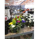 Pair of hanging baskets of mixed plants
