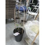 Potted Little Rambler rambling rose