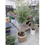 Large potted olive tree in pot