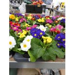 Tray containing 8 potted primulas