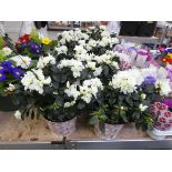 3 rhododendrons in metal pots