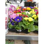 Tray containing 8 potted primulas
