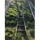 Galvanised fruit picking ladder