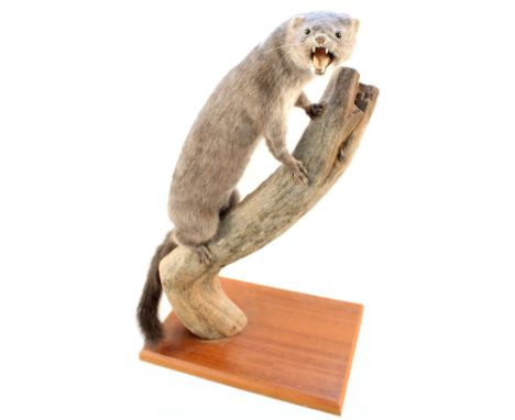 A taxidermy blue mink on tree trunk plinth
