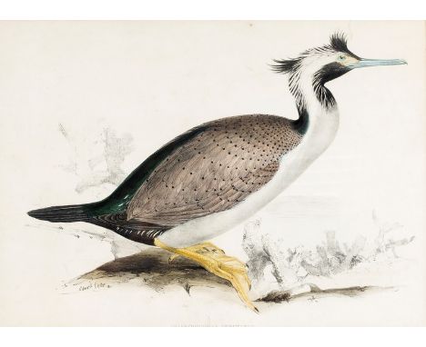 Edward Lear (British 1812-1888)/Phalacrocorax Punctatus (Spotted Shag)/hand coloured lithograph, 35cm x 48cm CONDITION REPORT