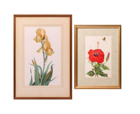 Glyn Morgan (British 1926 - 2015) Study of Irises  signed in pencil 'Morgan 87' (lower right) watercolour 49 x 30.5 cm, frame
