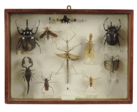 A collection of insects assembled by Major H L Bennett, including: two elephant beetles  (Megasomaelephas) from Leticia, Colu