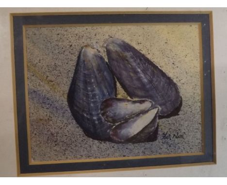 W Nix, signed, watercolour, Shells, 3 x 4ins 