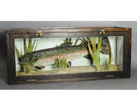 A sea trout within naturalistic surround, contained in glazed stained wood case, 86cm x 29cm x 36cm Good condition