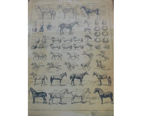An early 20thc French equestrian poster, showing the anatomy of a horse and different runs and breeds, print, 108cm high, 78c