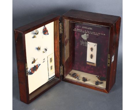 Curiosity/Macabre : Jackie Attwood - 'II - Annulates. 44. Insects - 2. First in order we find the Insects that have six feet,