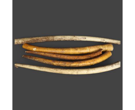 Curiosity/Macabre : A box of large antique French church candles, tapered and tusk shaped. 