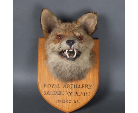 Taxidermy : An Antique Fox (Vulpes vulpes), neck mount, forward facing, on period shield plaque with Army & Navy Stores label