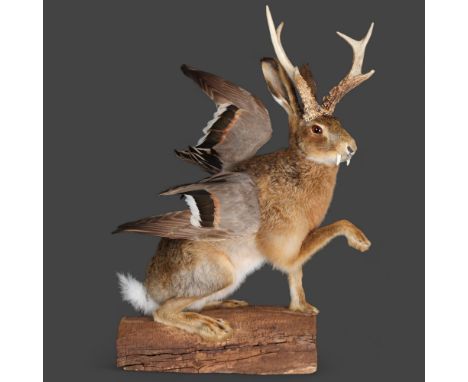 Taxidermy: “Wolpertinger”. Full mount, with one paw raised, on log base. A particularly fine example of a fully grown adult m