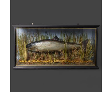 Taxidermy : A Victorian study of a Salmon, in naturalistic riverbed scene, in a glazed 3 glass panelled ebonised wooden case,