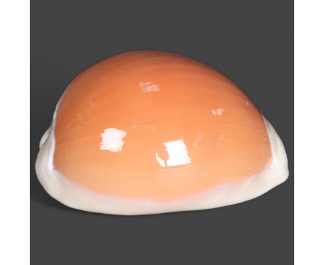 Taxidermy: Rare Golden Cowrie Shell. A highly sought and rare specimen. Of good colour and size.  Collected off of Siargao Is