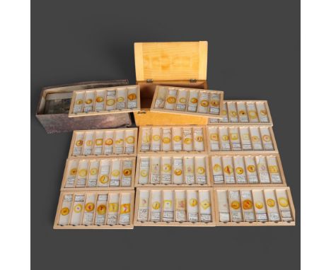 Human Anatomy : Approximately 75 early 20th Century Human histological microscope slides prepared by the same hand, H. Lugic 