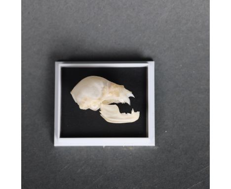 Taxidermy: Vampire Bat Skull. A rarely seen specimen of a genuine vampire bat skull. The incisor and canine teeth are razor s