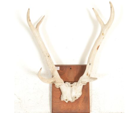 Taxidermy - A pair of vintage 20th Century white stag horns mounted on a oak wall plaque. Horns measures 59cm long. Measures 