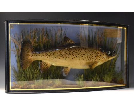 Taxidermy - Cased brown trout in bow front display case with inscribed label to backing stating 'Trout Weight 5¼ lbs Caught b