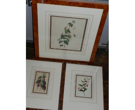 After Redoute, a coloured print of Fuschia, 28 x 22cm, together with two similar smaller prints