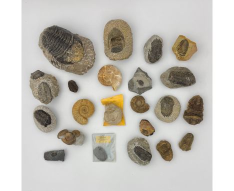 A large collection of prepared fossils, including a large Trilobite on rock, rock base 15cm long, 15 further Trilobites of va