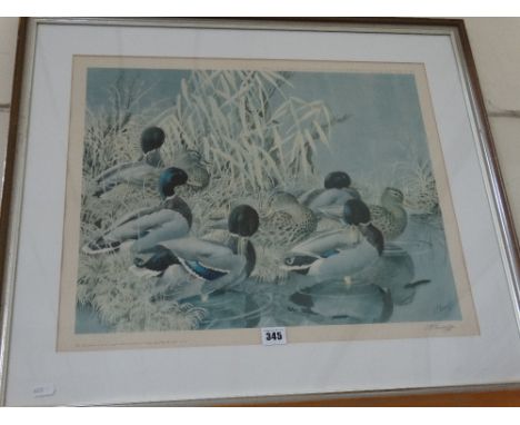 A Limited Edition Coloured Print Of Mallard By C F Tunnicliffe Signed In Pencil