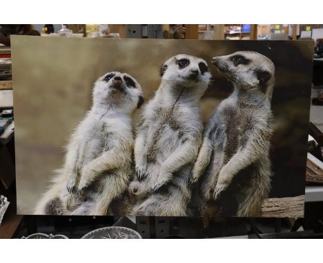 A CANVAS MEERKAT PRINT, 80CM X 50CM 
