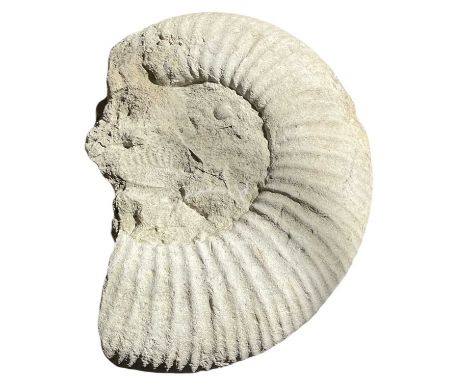 A large Jurassic period ammonite (paracoroniceras) fossil, approx 46 x 32 x 14cm.