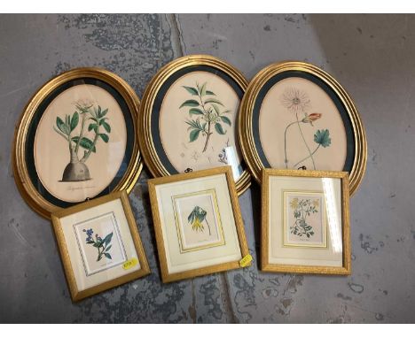 Collection of framed Botanical prints